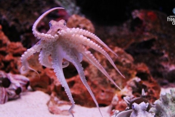 Kraken 5 at